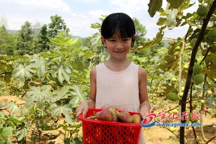 寧化這里的無花果采摘正當季！