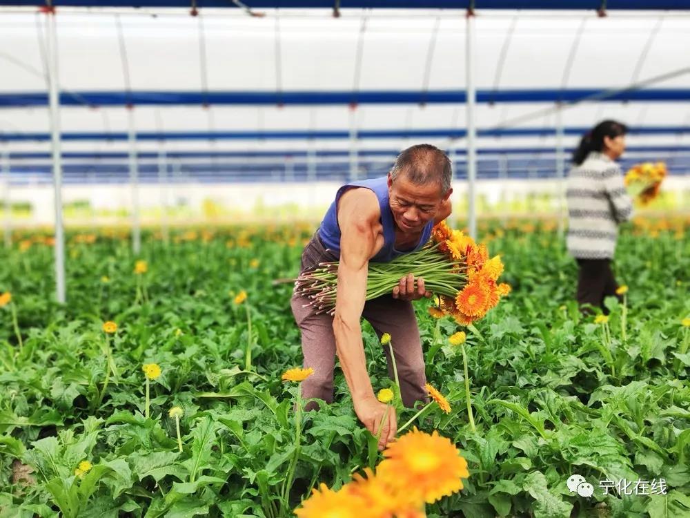 寧化這個鄉鎮有個“花花世界”！花開了，農民錢袋也鼓了……
