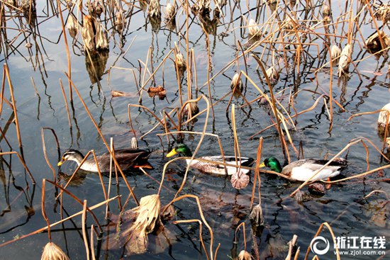杭州：西湖野鴨游蕩 游客駐足觀賞