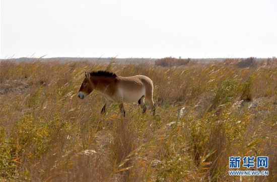 探訪敦煌西湖國家級自然保護(hù)區(qū)