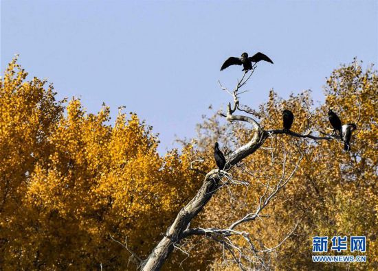 塔河生態(tài)輸水 胡楊金秋更美