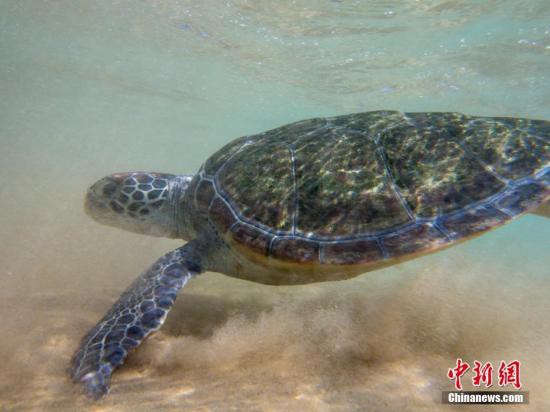 美馬薩諸塞州海龜沖上海岸被凍死 全球變暖或為禍首