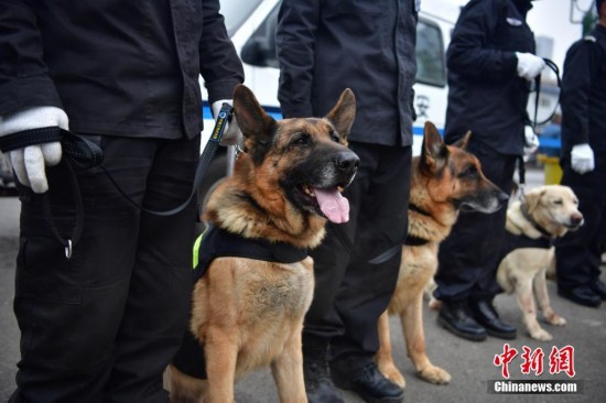 “汪星人”守護春運路 每天工作12小時