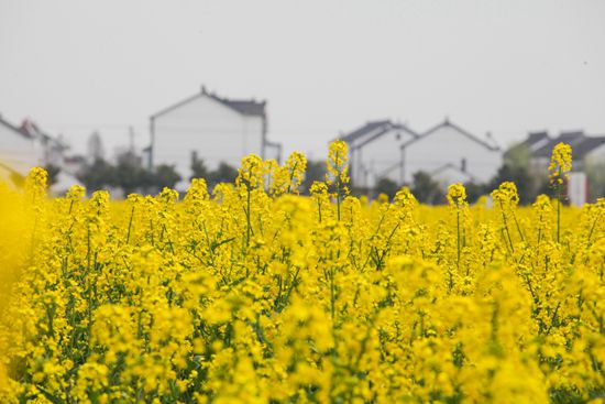 第十屆中國·同里油菜花節(jié)將于3月30日開幕
