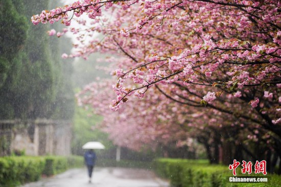 貴陽(yáng)一場(chǎng)春雨 滿園櫻花爛漫