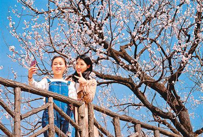 河北：山杏花開迎客來