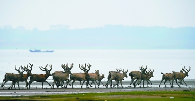 鄱陽湖濕地首次野外放生麋鹿