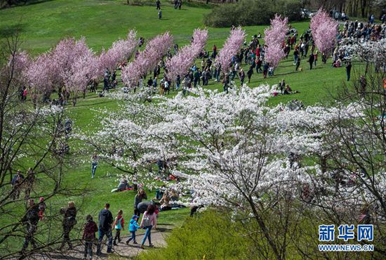立陶宛首都維爾紐斯櫻花盛開
