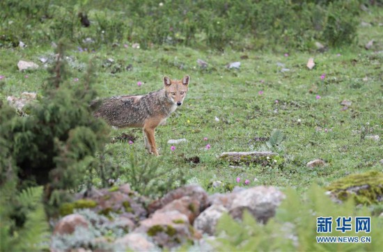 中國境內影像首次記錄亞洲胡狼