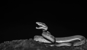 網售野生保護動物信息泛濫不止 暴利堪比毒品