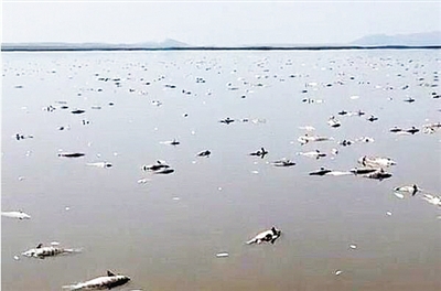 水庫高溫魚被熱死 成群魚翻白綿延數(shù)百米 損失約10萬元