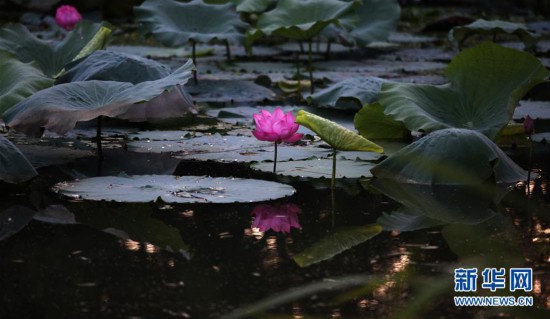 江蘇揚州：“末伏”將至 別樣秋荷美如畫