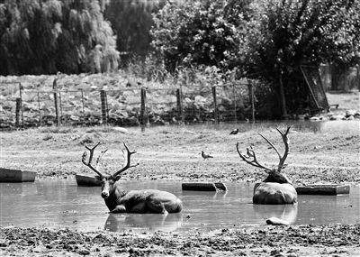 麋鹿形象將參與冬奧吉祥物征集
