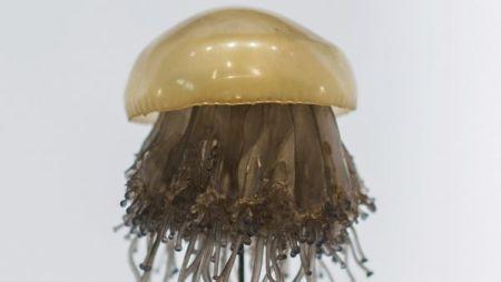 游客注意！西班牙東南近海出現蜇人“煎蛋水母”