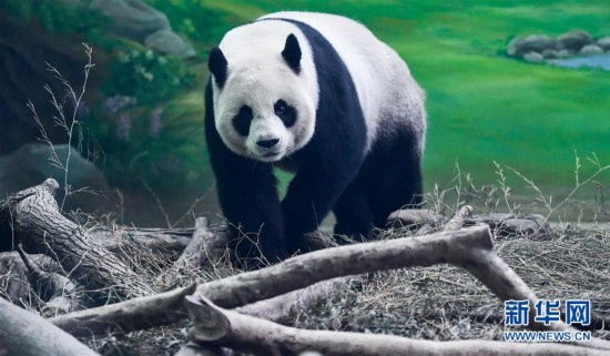 大陸贈臺大熊貓“團團”“圓圓”歡度14歲生日