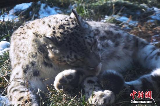 雪豹“傲雪”動物園內樂享冬日暖陽