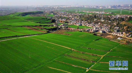 陜西長安：冬日小麥鋪綠毯