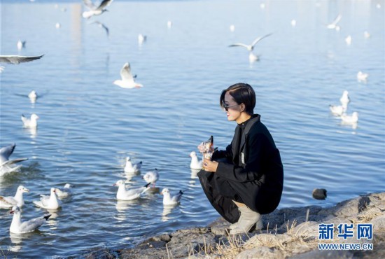 寧夏銀川：鷗影翩翩