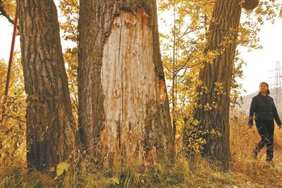 崇化寺300余歲銀杏長勢衰弱亟待搶救