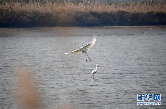 黃河濕地景如畫