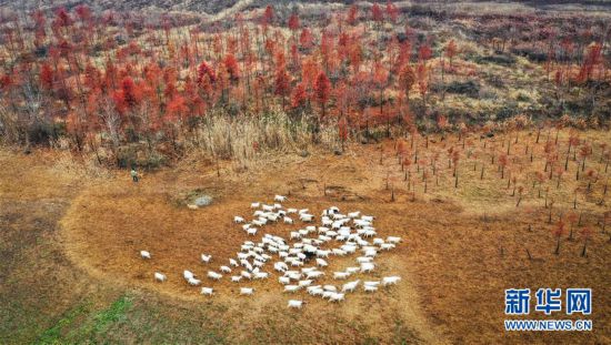 江蘇盱眙：紅杉映天泉