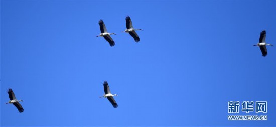 天津北大港：候鳥家園