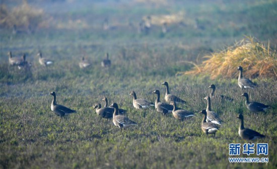 江西：大美南磯迎候鳥