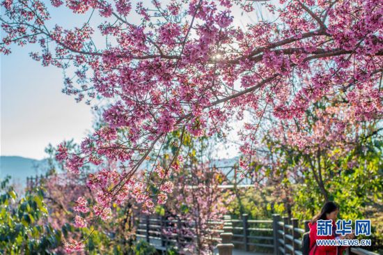 （美麗中國）（5）無量山櫻花谷：茶園泛綠 櫻花似霞