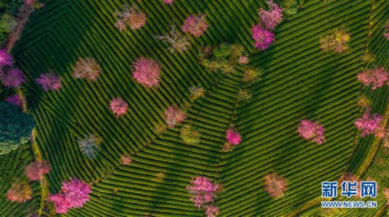 （美麗中國）（3）無量山櫻花谷：茶園泛綠 櫻花似霞