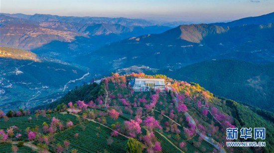 （美麗中國）（4）無量山櫻花谷：茶園泛綠 櫻花似霞