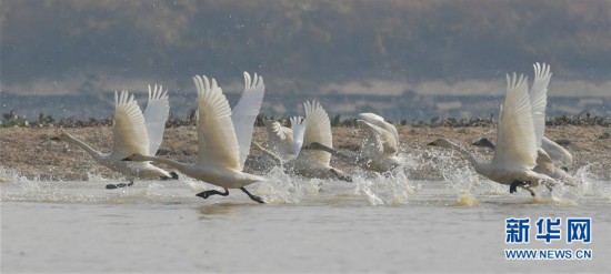 （美麗中國）（4）冬迎小天鵝