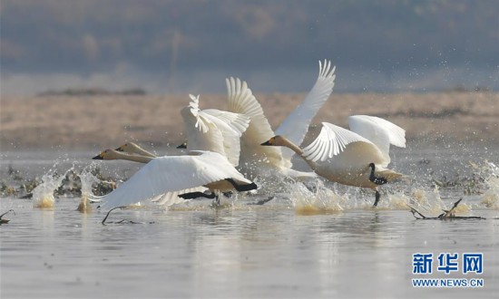 （美麗中國(guó)）（3）冬迎小天鵝