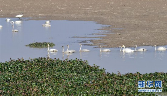 （美麗中國）（5）冬迎小天鵝