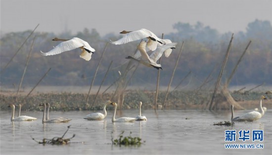 （美麗中國）（2）冬迎小天鵝
