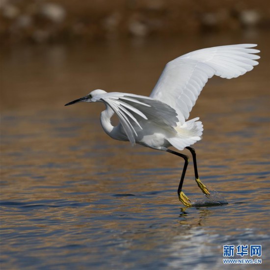 （新華網）（2）白鷺的舞蹈