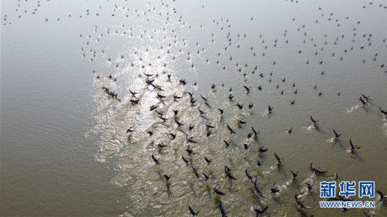 安徽：冬日濕地 候鳥紛至