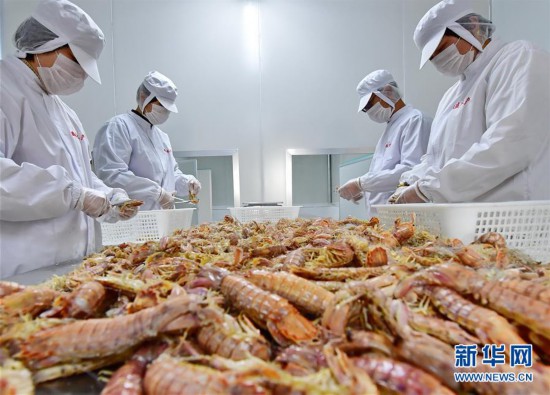 河北曹妃甸：冬日加工海鮮忙