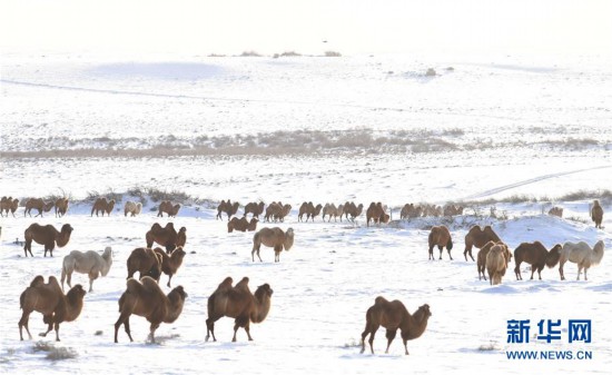 新疆吉木乃 巧做“駝”文章