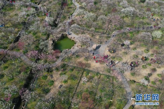 江蘇蘇州：香雪海里賞花尋春