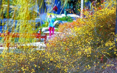 植物園專家教您看花找不同