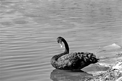 大運河森林公園首次獲黑天鵝“青睞”