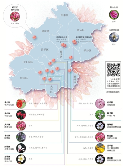 “百花”進入盛放期 北京推140處賞花區