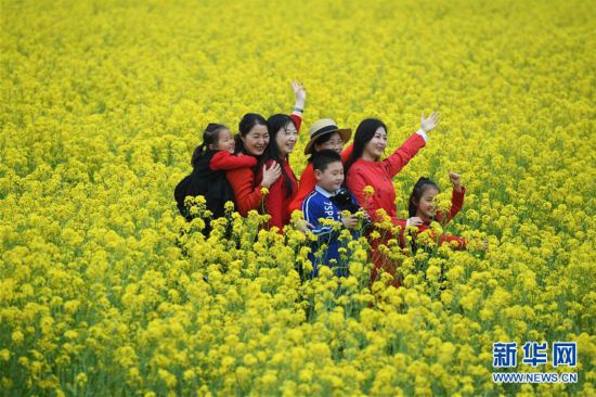 油菜花開迎客來