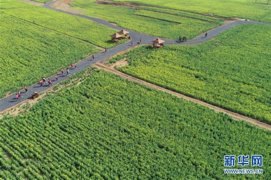 河北沙河：油菜花開(kāi) 樂(lè)享春光