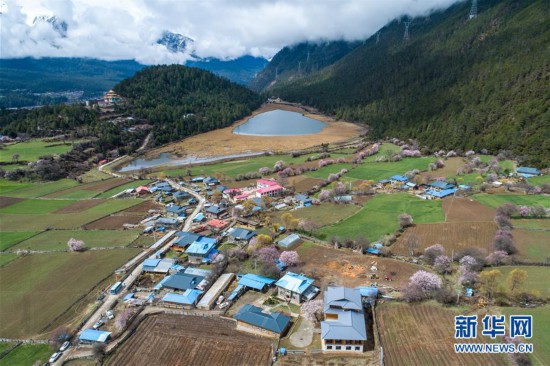 波密桃花引客來