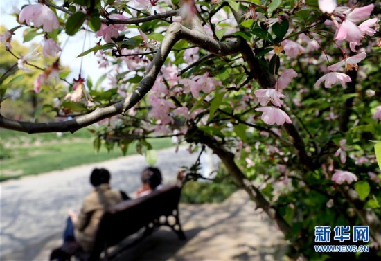 上海：春光明媚 海棠花開