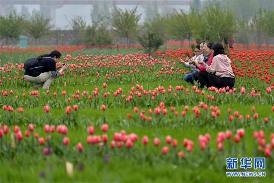 河北沙河：郁金香盛開