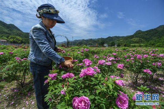 美麗鄉(xiāng)村“眾籌”玫瑰園 開出美麗“致富花”