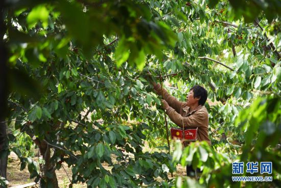 鄒城櫻桃采摘忙