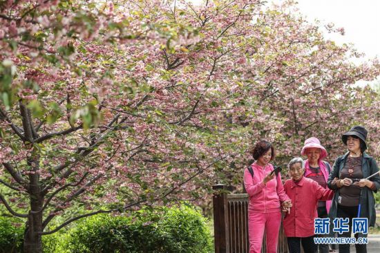 櫻花美景引游人